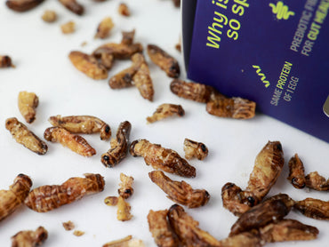 GRILOS COM SAL MARINHO