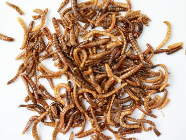 TENEBRIO COM SAL MARINHO