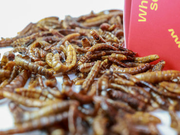 TENEBRIO COM PIMENTA CAYENNE