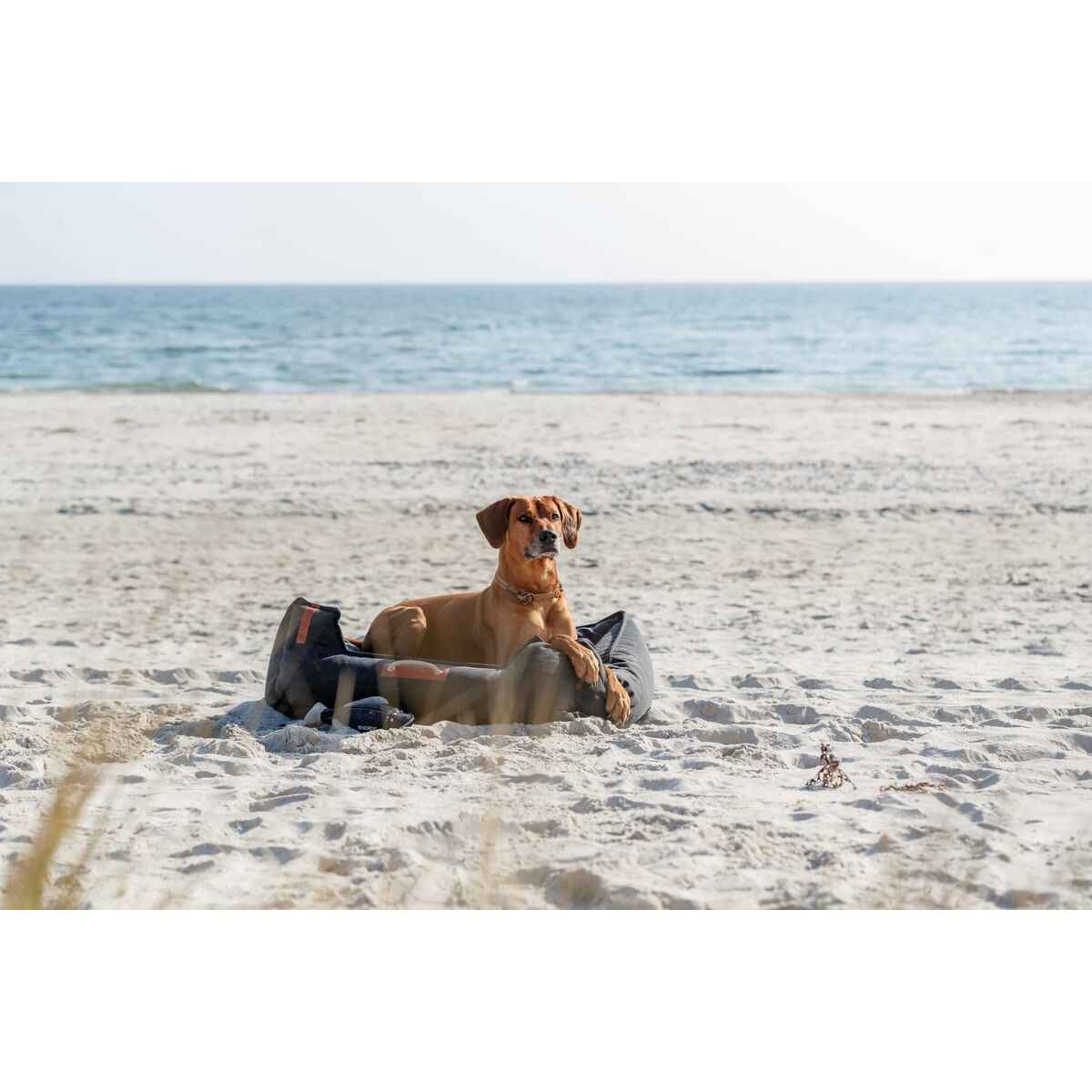 Coleira de Treino para Cães Trixie BeNordic Cinzento L/XL 55 cm