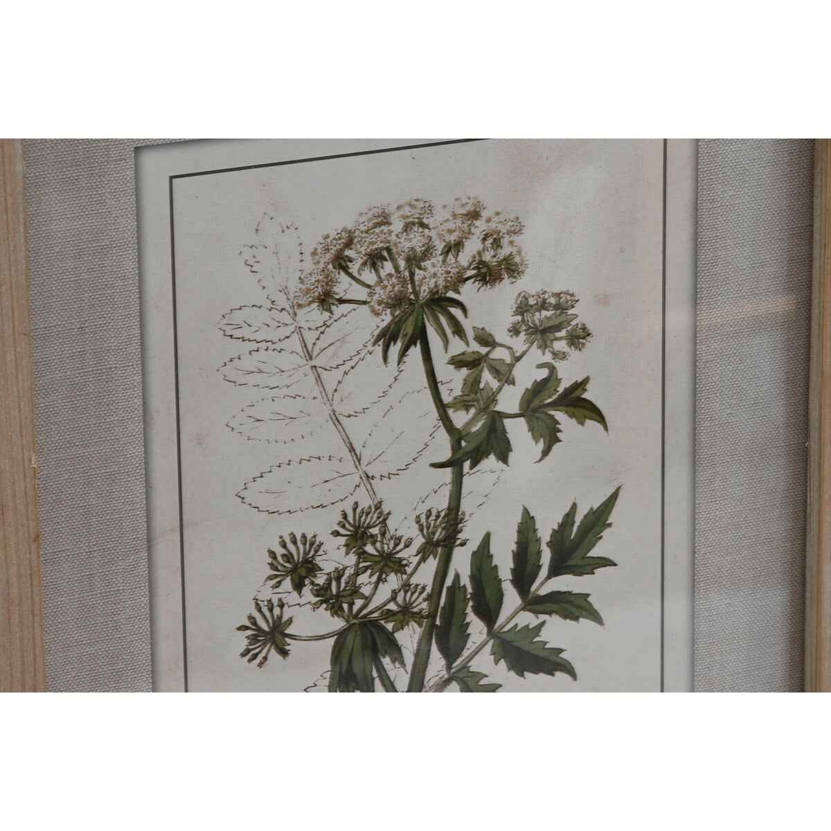 Pintura Home ESPRIT Shabby Chic Plantas botânicas 30 x 2 x 40 cm (6 Unidades)