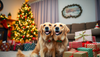 As Melhores Prendas de Natal para o seu Melhor Amigo Peludo