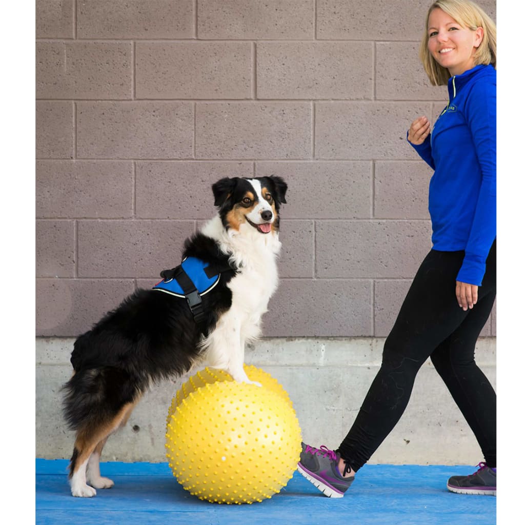 FitPAWS Plataf. equilíbrio animais estimação Trax Peanut 40cm amarelo