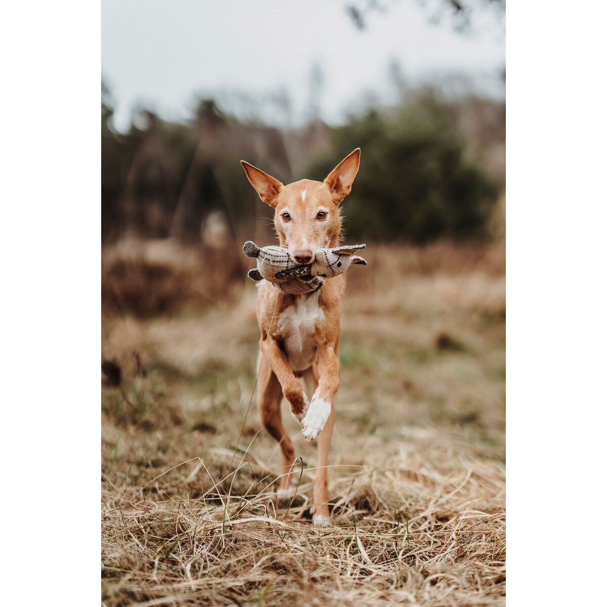 V6HAF8B8457E4D379495FEBC706FF9386E4R5333700P4