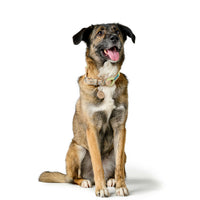 V3H12F63D6A6630A555DADC4B81D6AB78C5R5575513P6