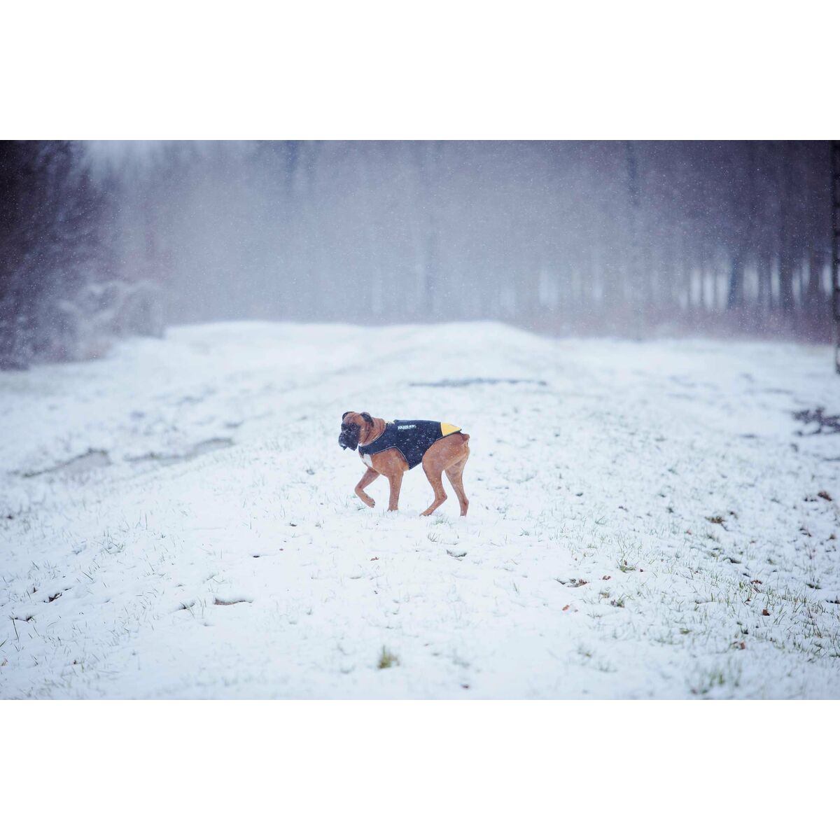 V5H4022C0BBEF08A5F2EFD3802D81FC5343R7445350P2