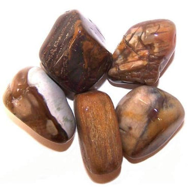 Pack of 24 L Tumble Stones - Petrified Wood L