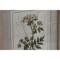 Pintura Home ESPRIT Shabby Chic Plantas botânicas 30 x 2 x 40 cm (6 Unidades)