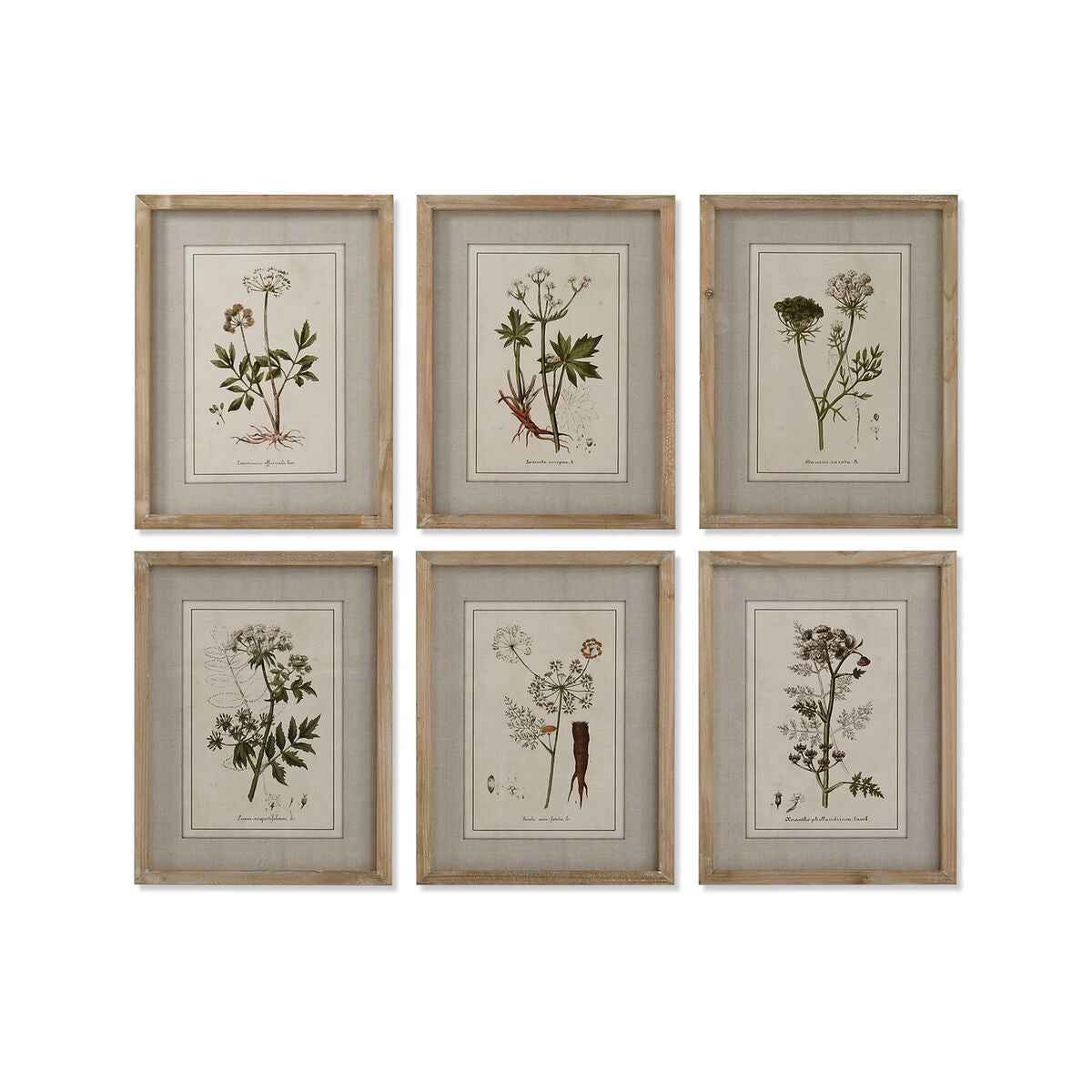 Pintura Home ESPRIT Shabby Chic Plantas botânicas 30 x 2 x 40 cm (6 Unidades)