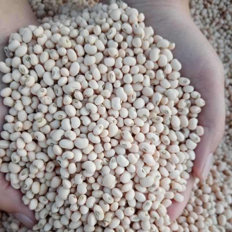 Feijão Frade Cara Verde Biológico | Tradicional, Vegan e Ecológico